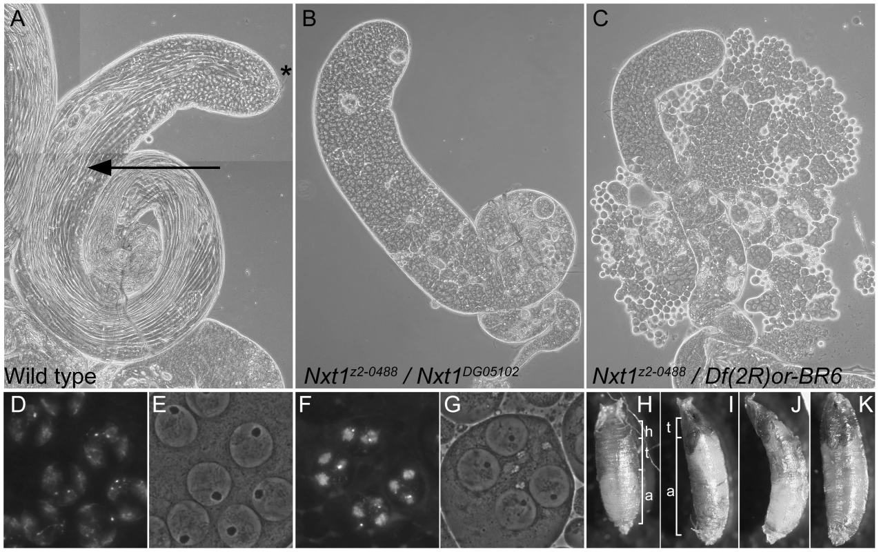 Mutation of <i>Nxt1</i> leads to meiotic arrest in testes and failure of head eversion in pupae.