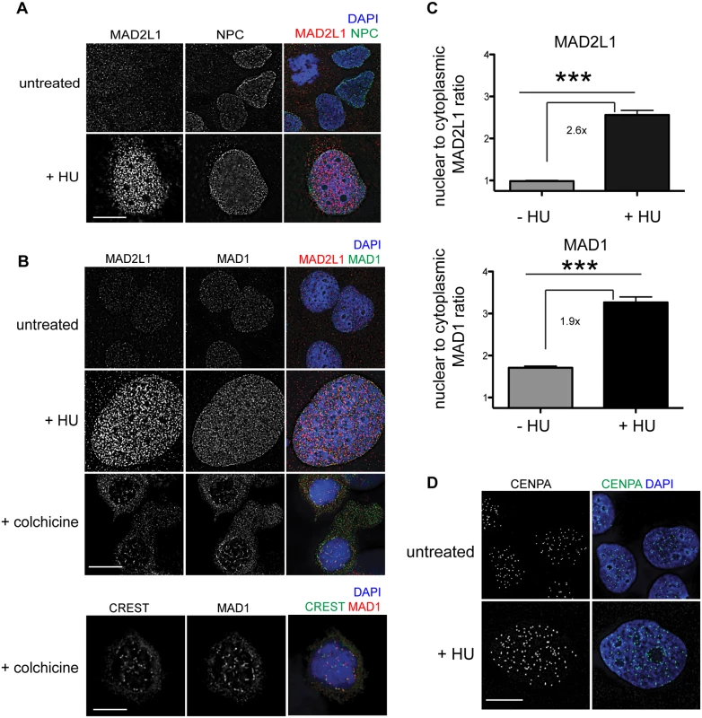 MAD1 and MAD2L1 are enriched in the nucleus in U2OS cells after HU exposure.