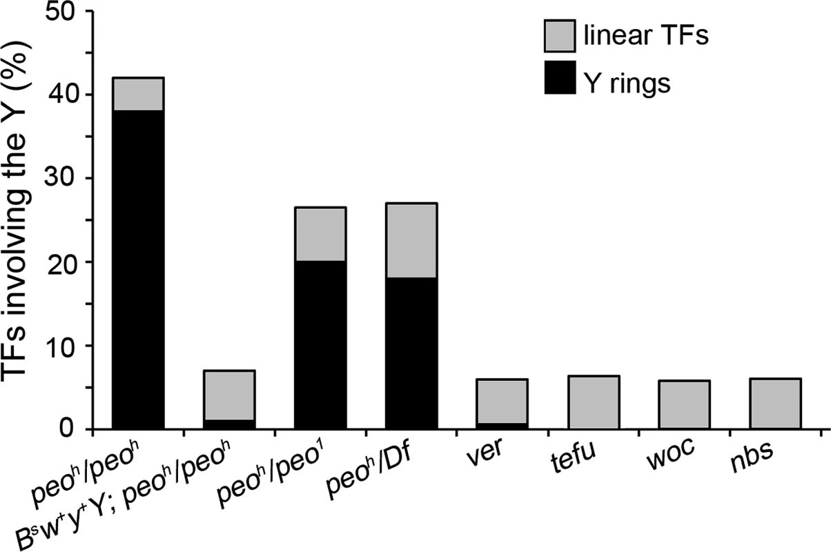 Y chromosome ring formation in <i>peo</i> mutants.