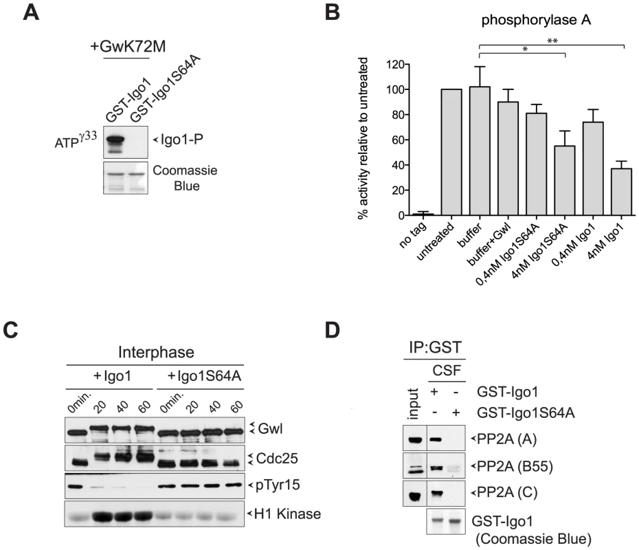 Yeast Igo1 induces mitotic entry in <i>Xenopus</i> egg extracts.