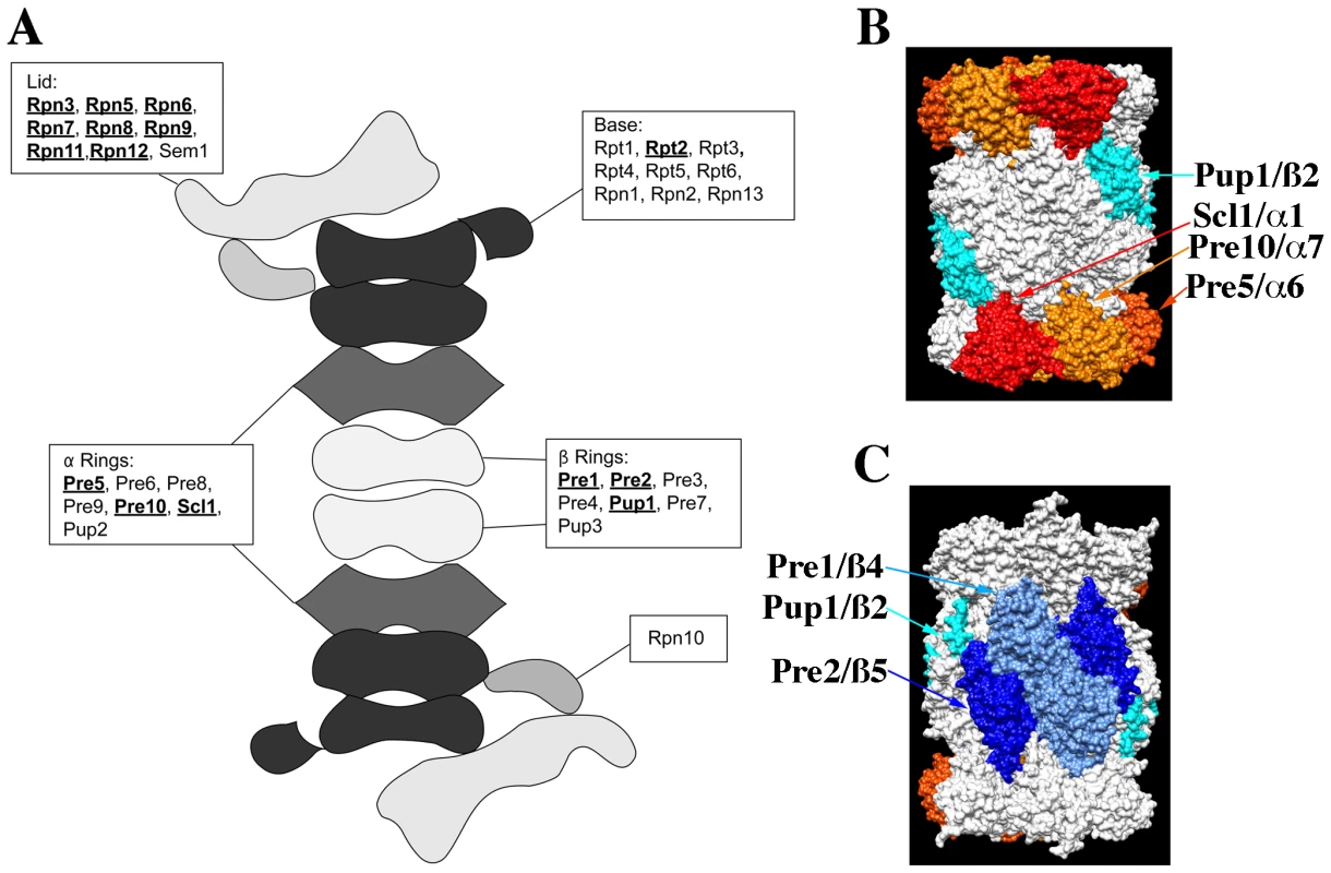 The structure of the proteasome and the locations of subunits whose null alleles are CHI with <i>act1Δ</i>.