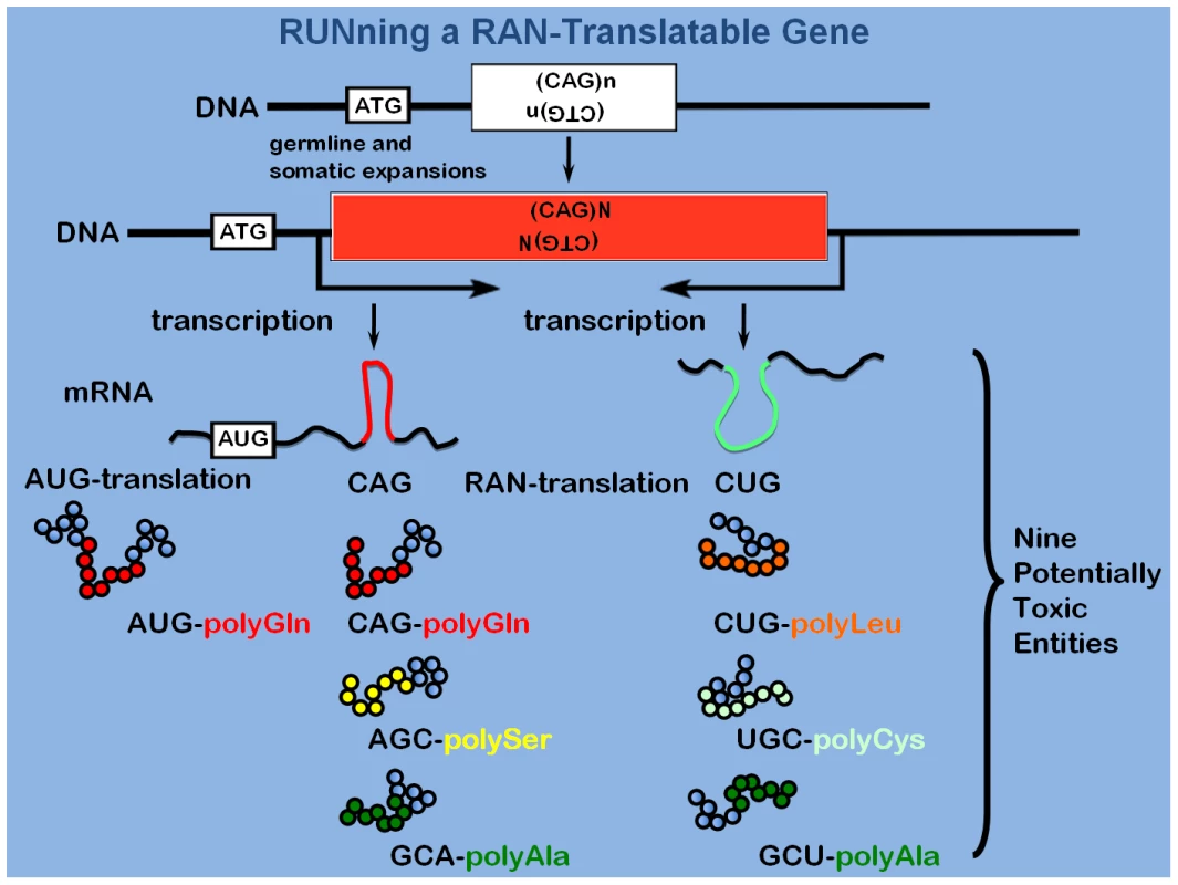 RUNning a RAN-gene.