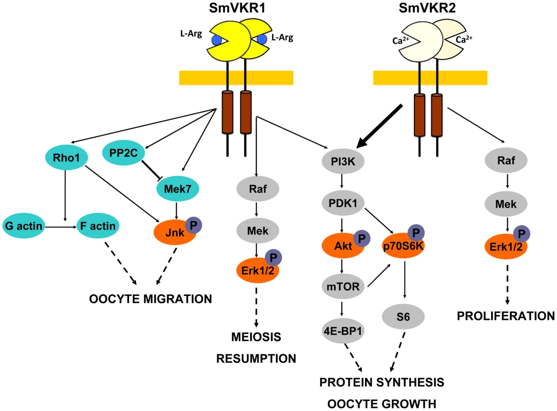 Summary of the major signalling pathways triggered by the activation of SmVKR and potentially regulating fate and differentiation of oocytes in female schistosome organs.