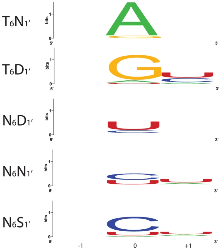 Nucleotides That Align with the Most Frequent Combinations of Amino Acids at Positions 6 and 1′.