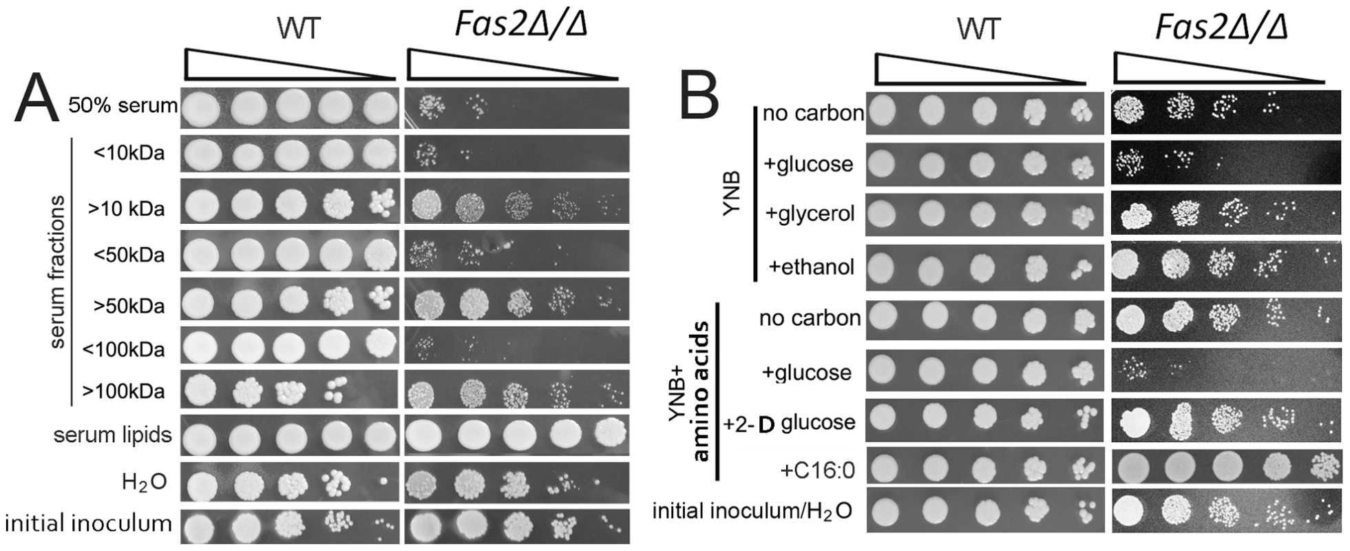 <i>Fas2Δ/Δ</i> strain is susceptible to serum and glucose containing media.