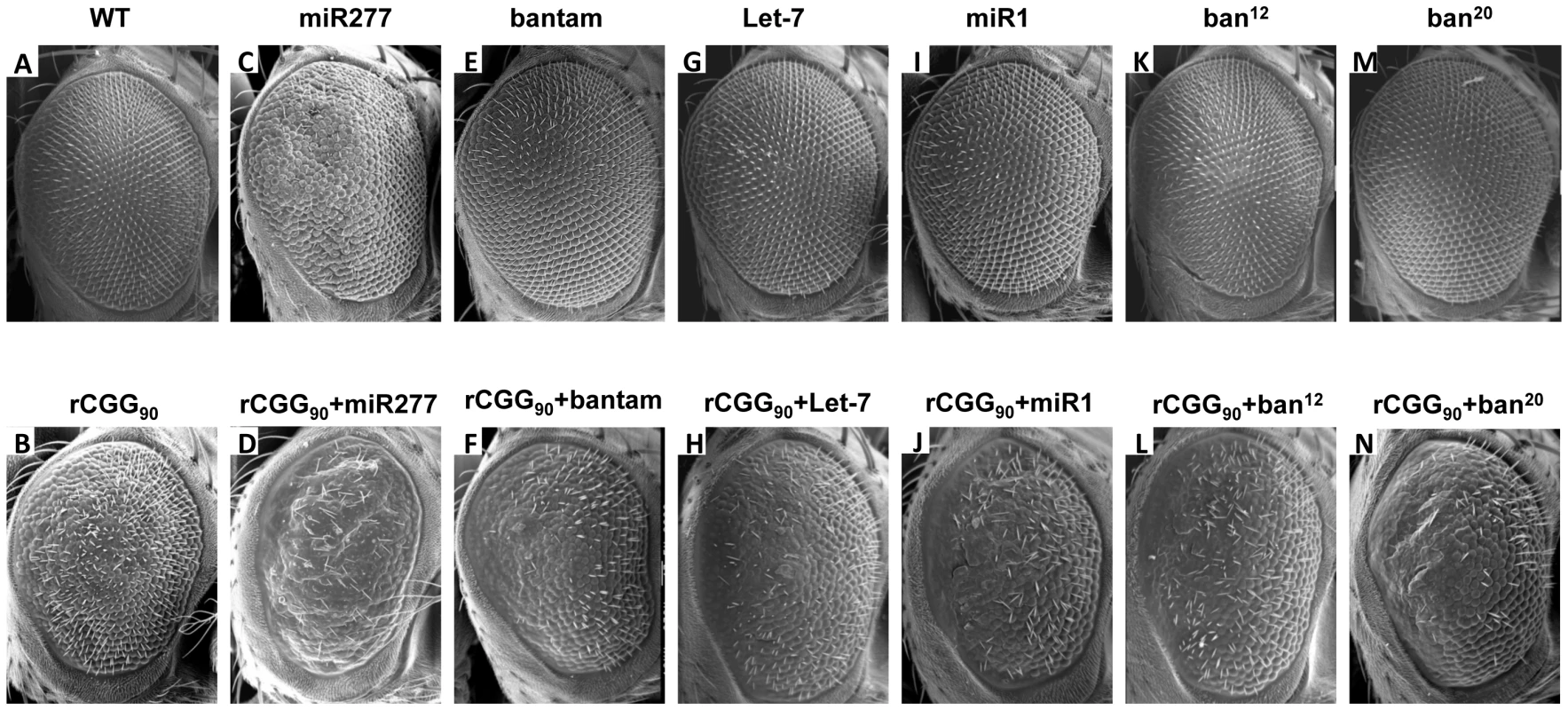 Overexpression of miR-277 enhances rCGG-mediated neurodegeneration.