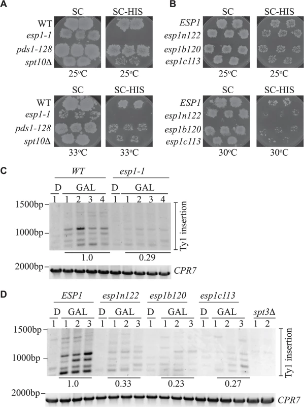 All Esp1 domains contribute to Ty1 transposition.