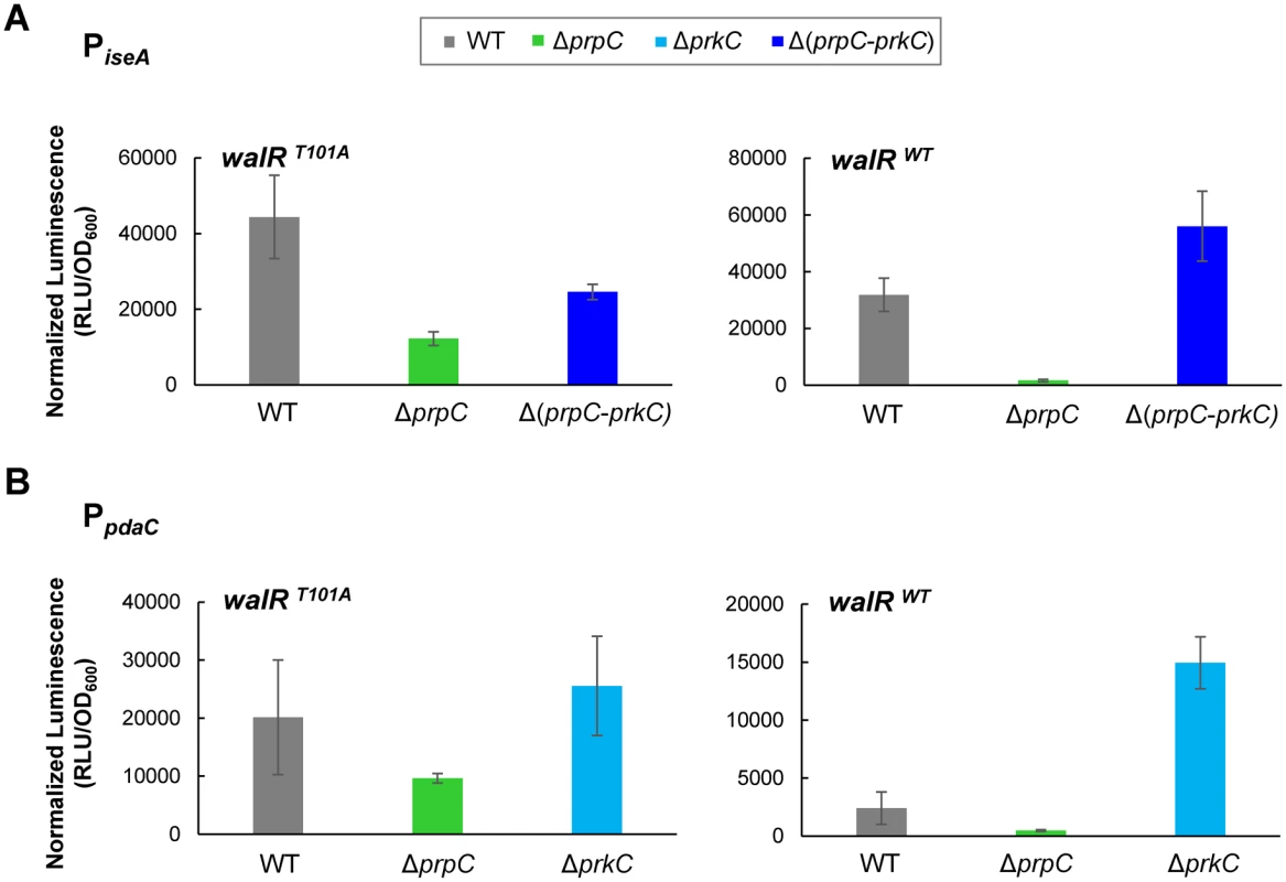 <i>iseA</i> and <i>pdaC</i> show reduced PrkC-dependent repression in a <i>walR</i><sup><i>T101A</i></sup> mutant background.