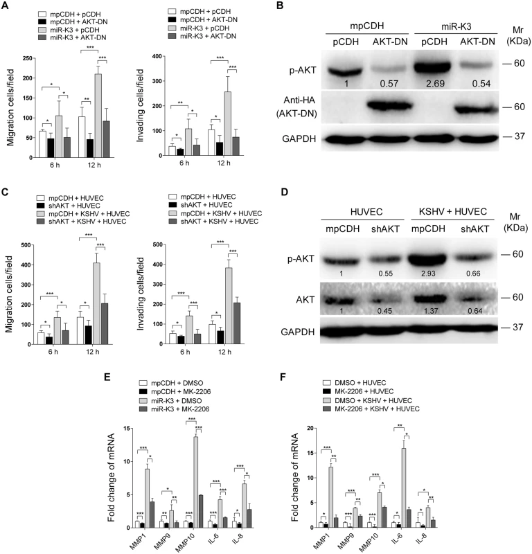 Activation of AKT is necessary to miR-K3-induced endothelial cell migration and invasion.