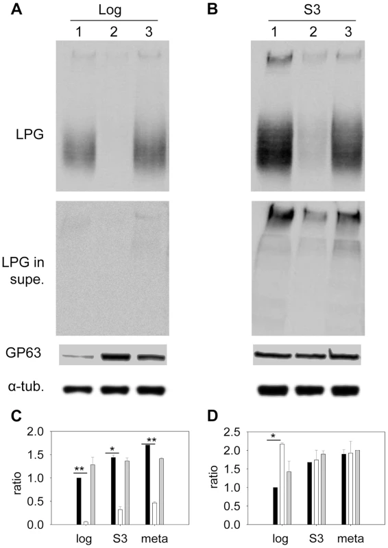 Altered expression of LPG and GP63 in <i>c14dm</i><sup>−</sup> mutants.