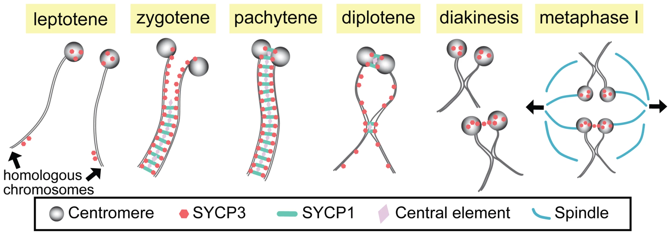 Synapsis and centromere pairing in mouse spermatocytes.