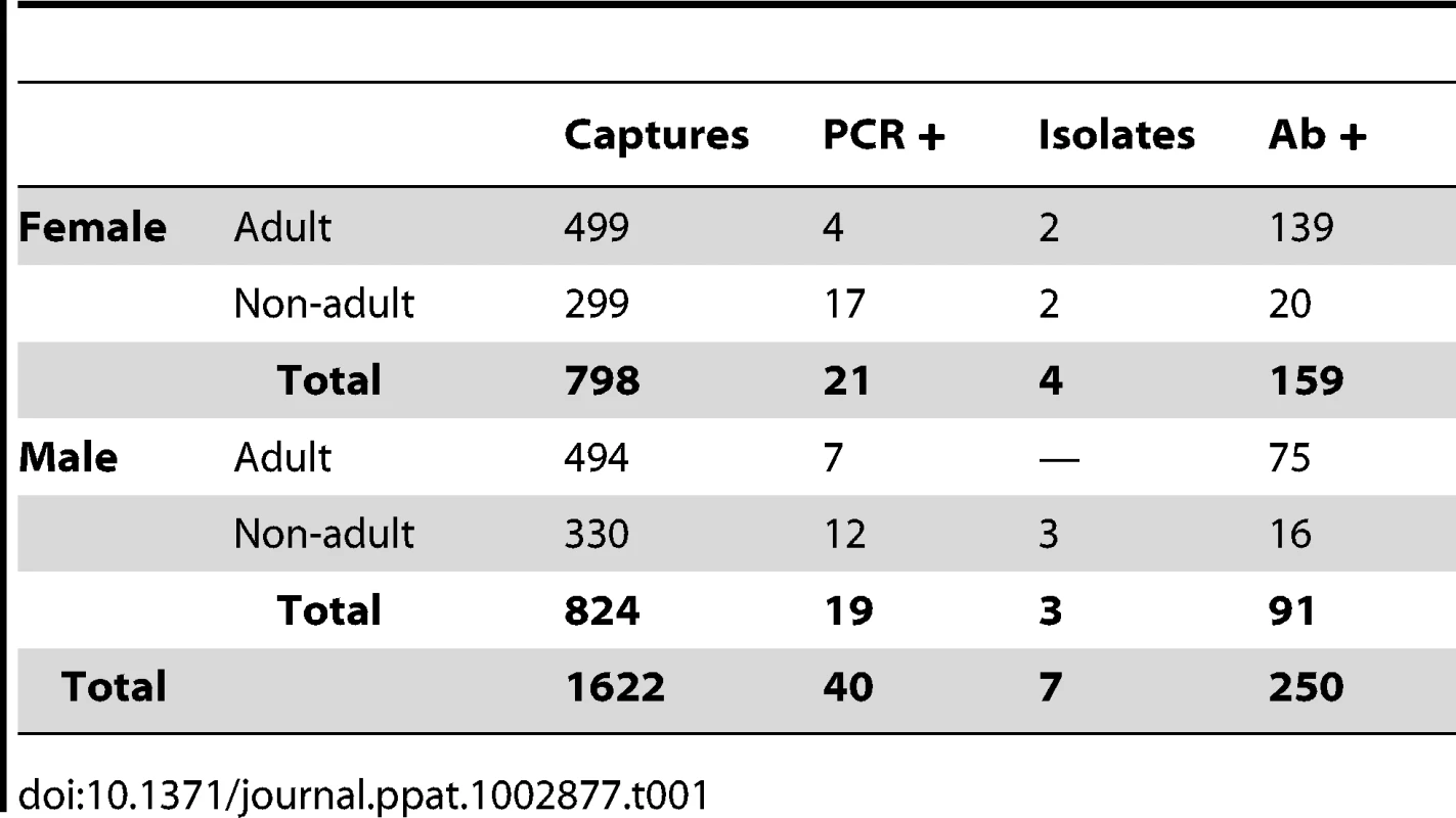 Summary of &lt;i&gt;Rousettus aegyptiacus&lt;/i&gt; caught at Python Cave displayed by class, and PCR, virus isolation, and ELISA results.