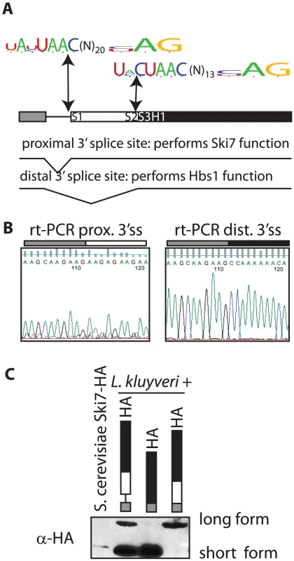 The <i>SKI7/HBS1</i> gene in pre-whole-genome duplication <i>Saccharomycetaceae</i> encodes two different proteins.