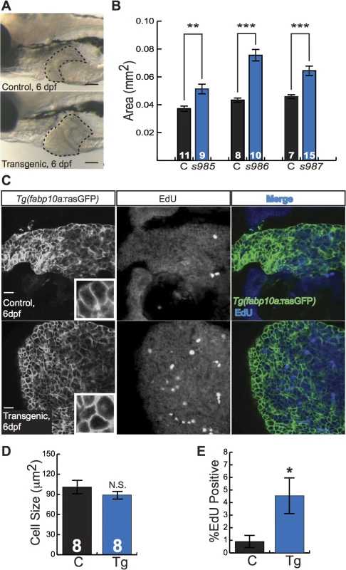 Activated β-catenin causes larval liver enlargement and increased hepatocyte proliferation.