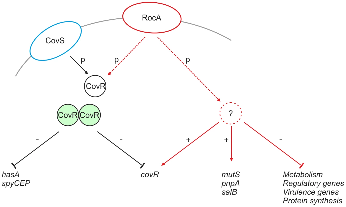 Proposed mechanism of RocA mediated activity.