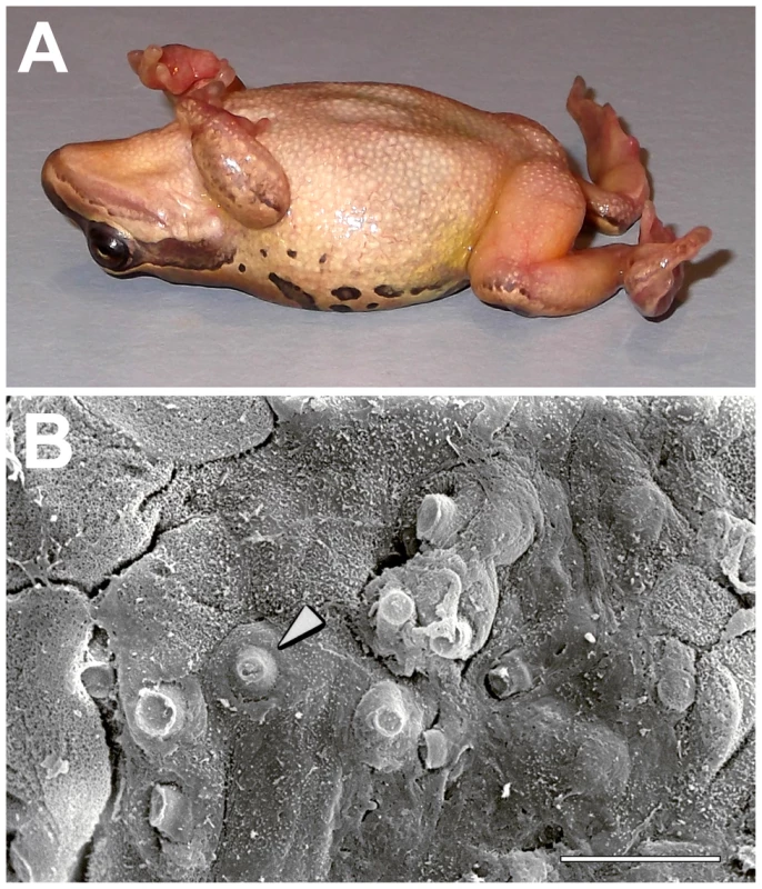 Chytridiomycosis: a catastrophic biodiversity disease causing amphibian declines.