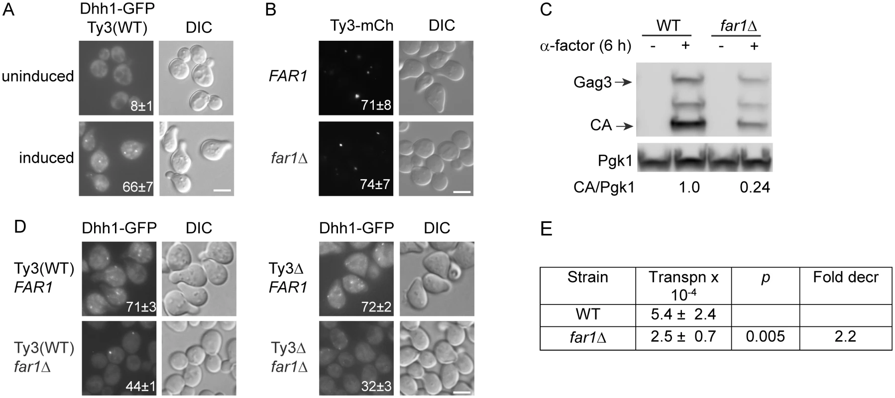 Ty3 expression enhances, but is not required for PB formation.