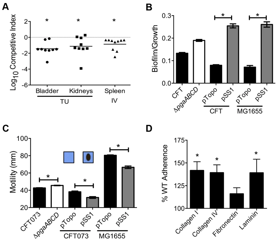 Poly-N-acetyl glucosamine is a fitness factor that promotes UPEC biofilm formation.