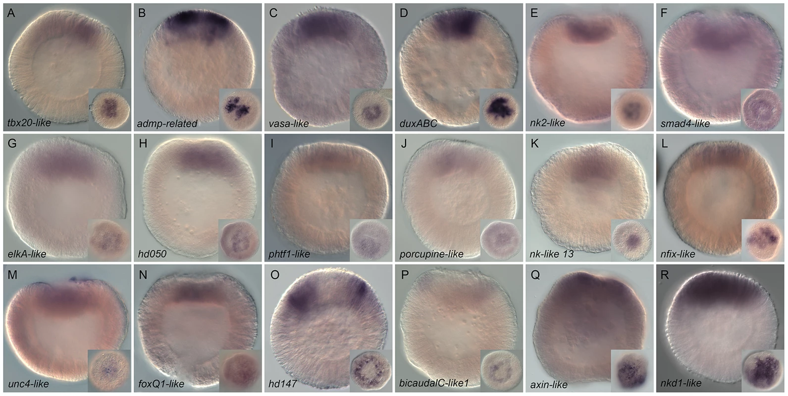 Spatial expression analysis on untreated embryos of 18 genes upregulated by LiCl or AZ treatments.