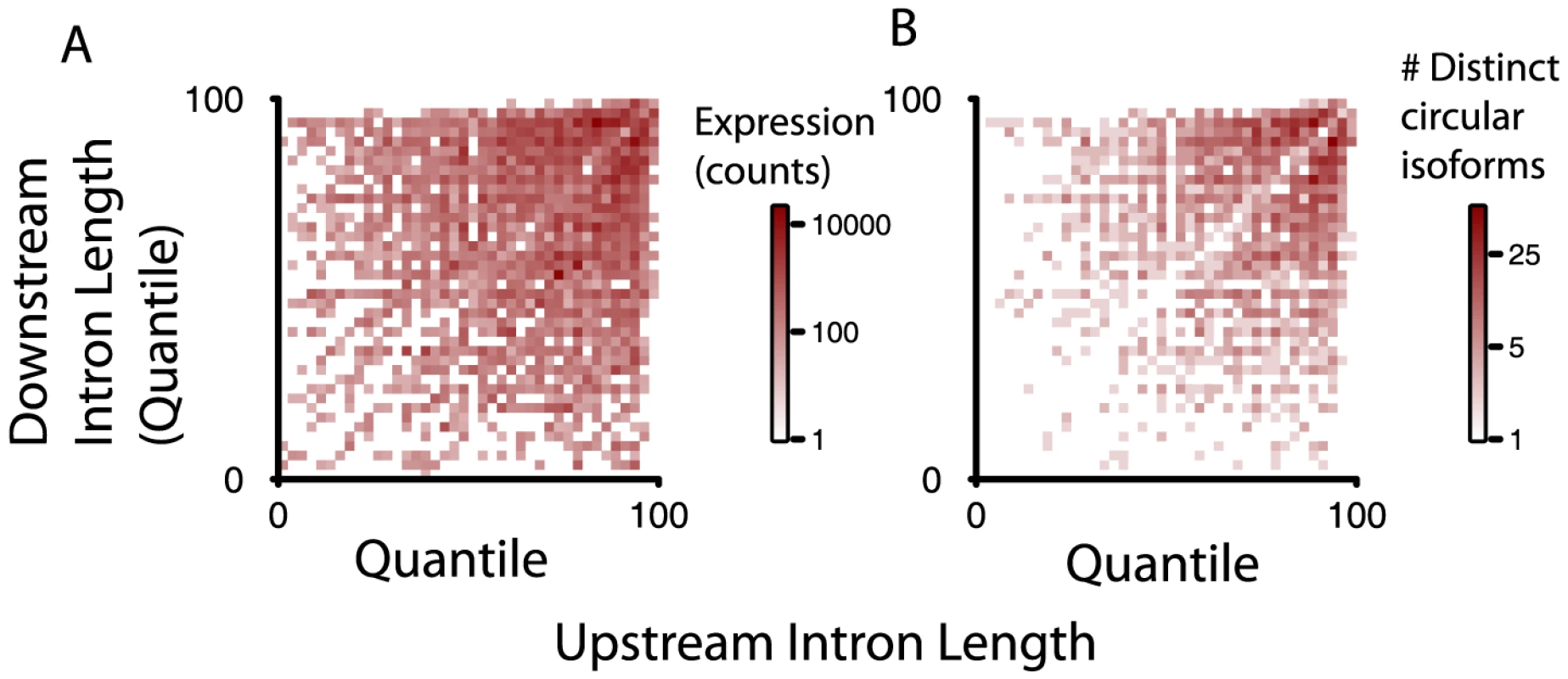 Intron length is enriched around exons defining circular RNA, but alone not explanatory of circular RNA expression.
