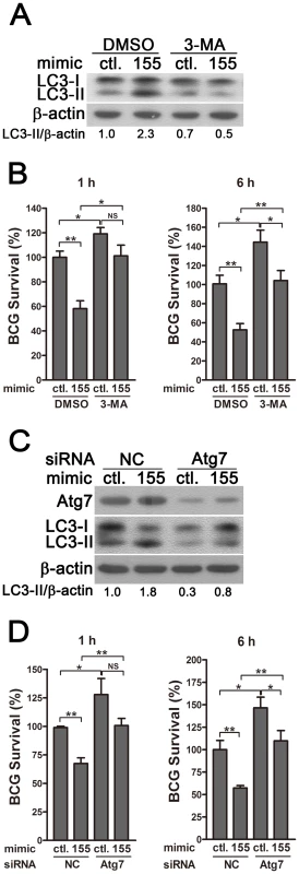 miR-155-induced autophagy promotes the elimination of intracellular mycobacteria.