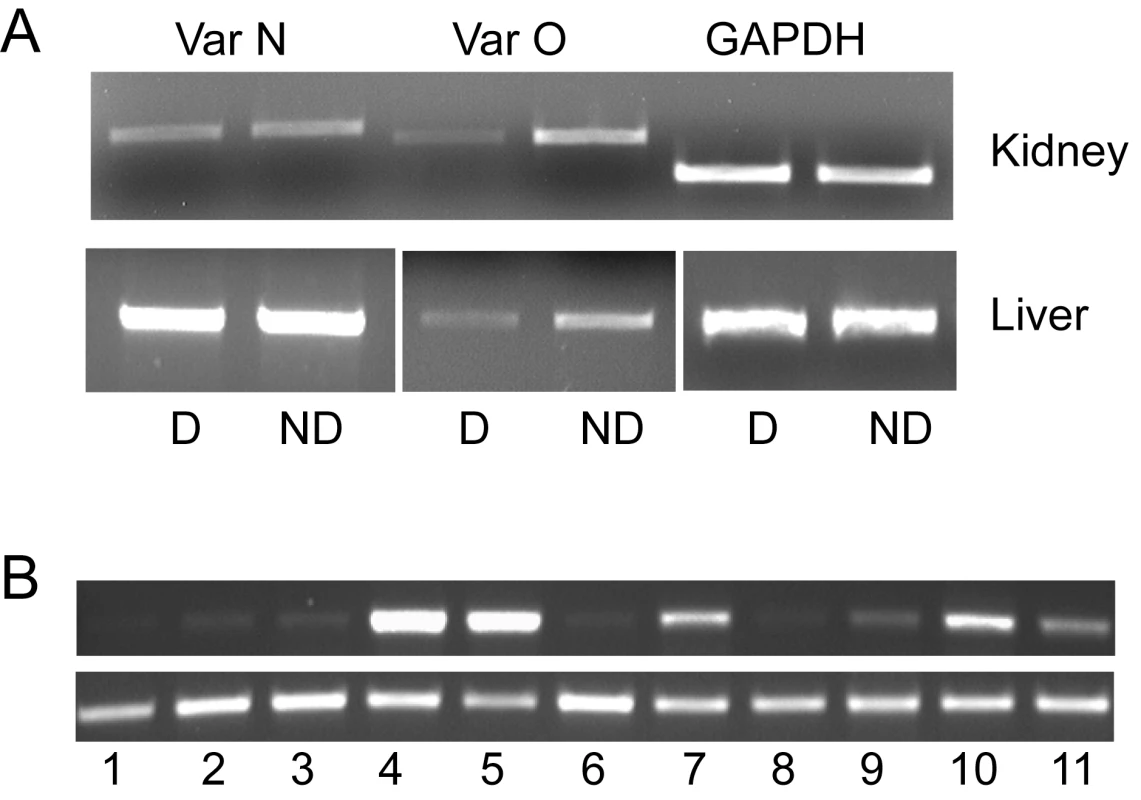 Tissue and isoform expression of canine SLC2A9.