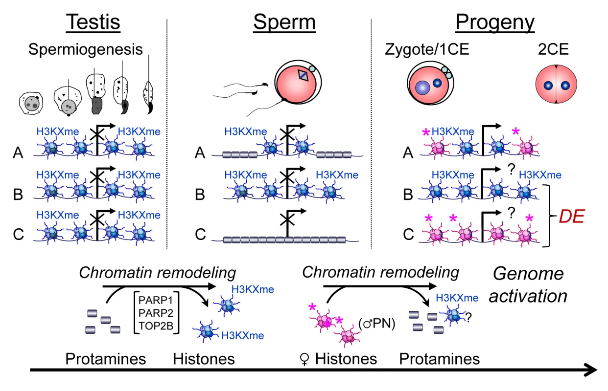 Chromatin remodeling events in spermiogenesis affect sperm histone-dependent regulation of gene expression during embryonic genome activation (working model).