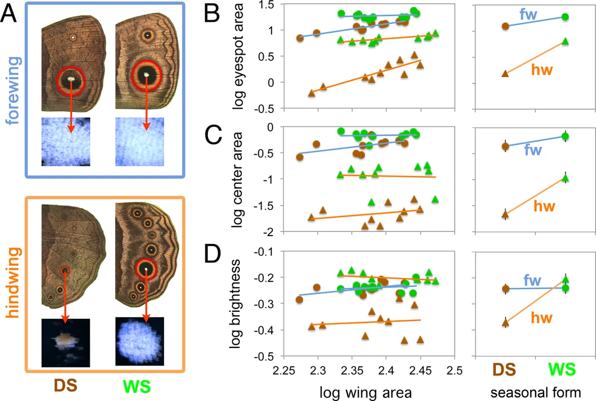 Forewing eyespots display lower levels of plasticity relative to hindwing eyespots.