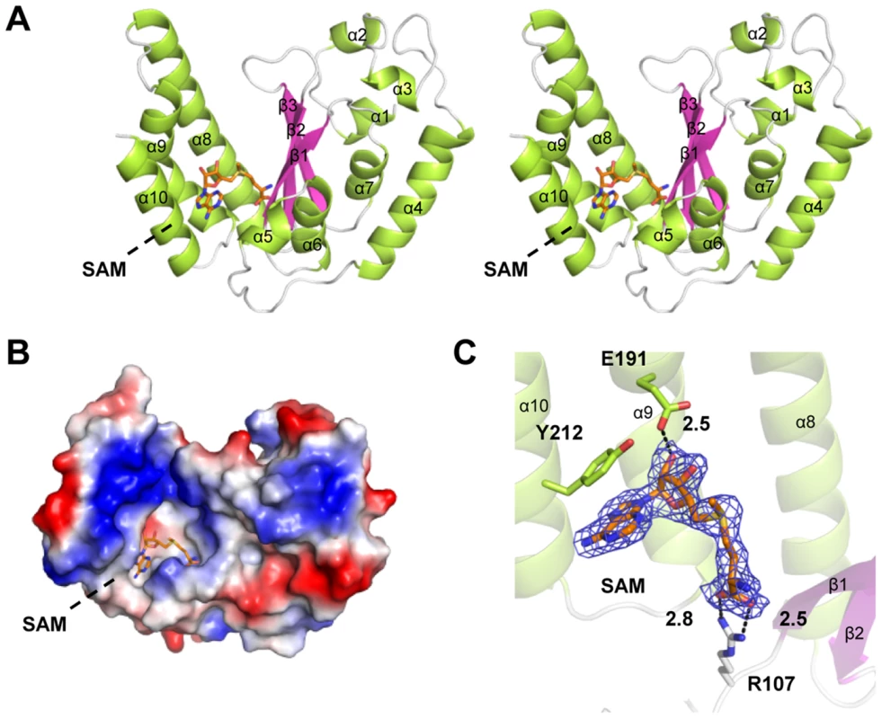 Crystal structure of NleE in complex with SAM.