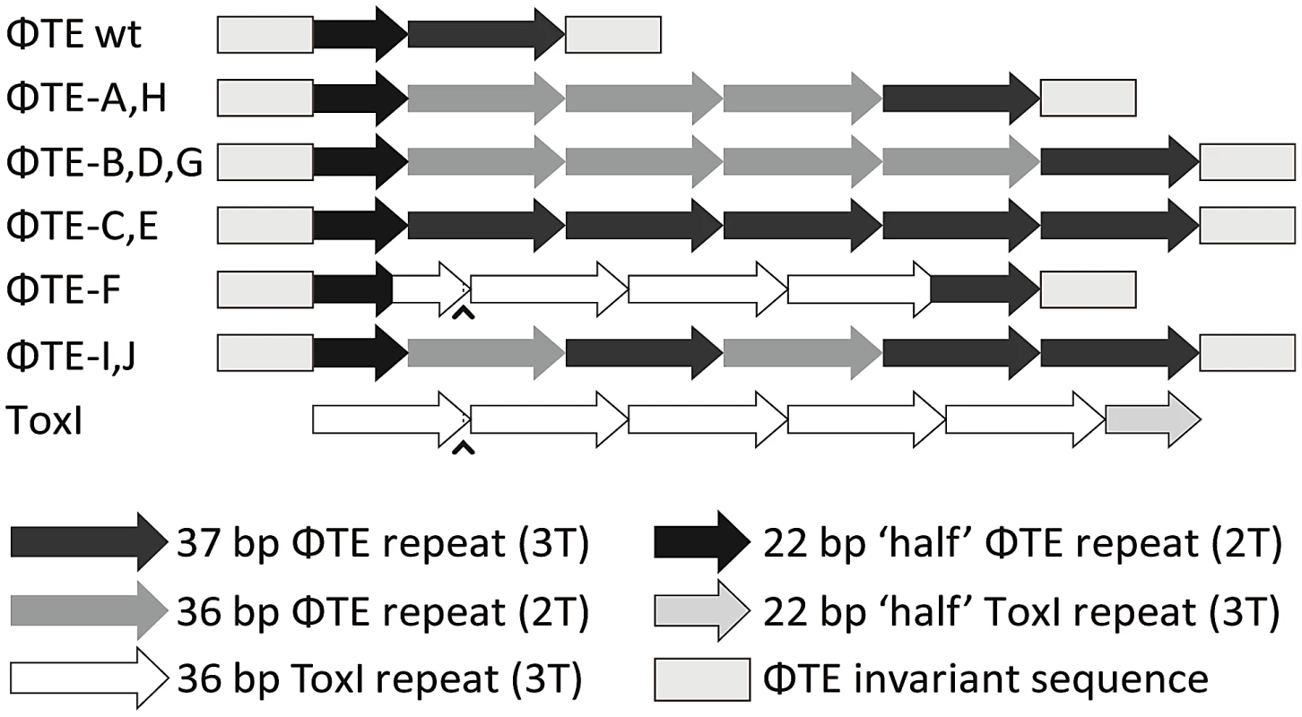 Schematic of the ΦTE-phage escape loci and ToxI.