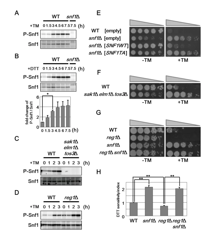 Snf1 phosphorylation is important for its role in ER stress response.