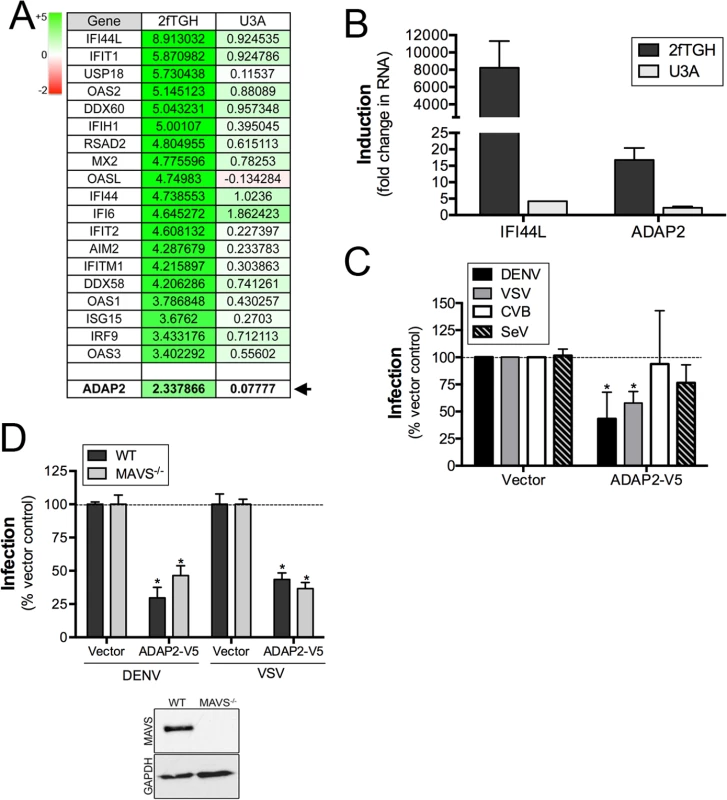 ADAP2 is induced by IFNβ treatment in a STAT1-dependent manner and restricts DENV and VSV infection.