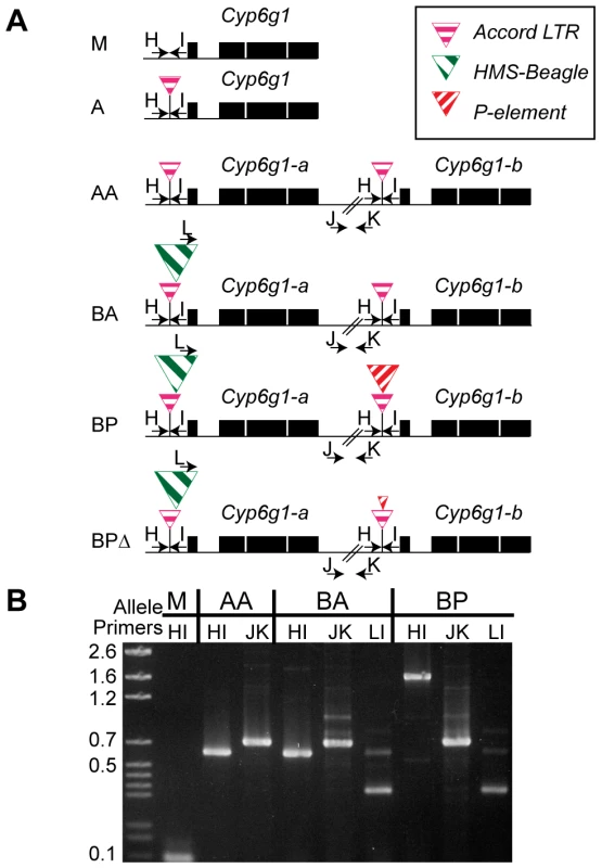 The six alleles of <i>Cyp6g1</i>.