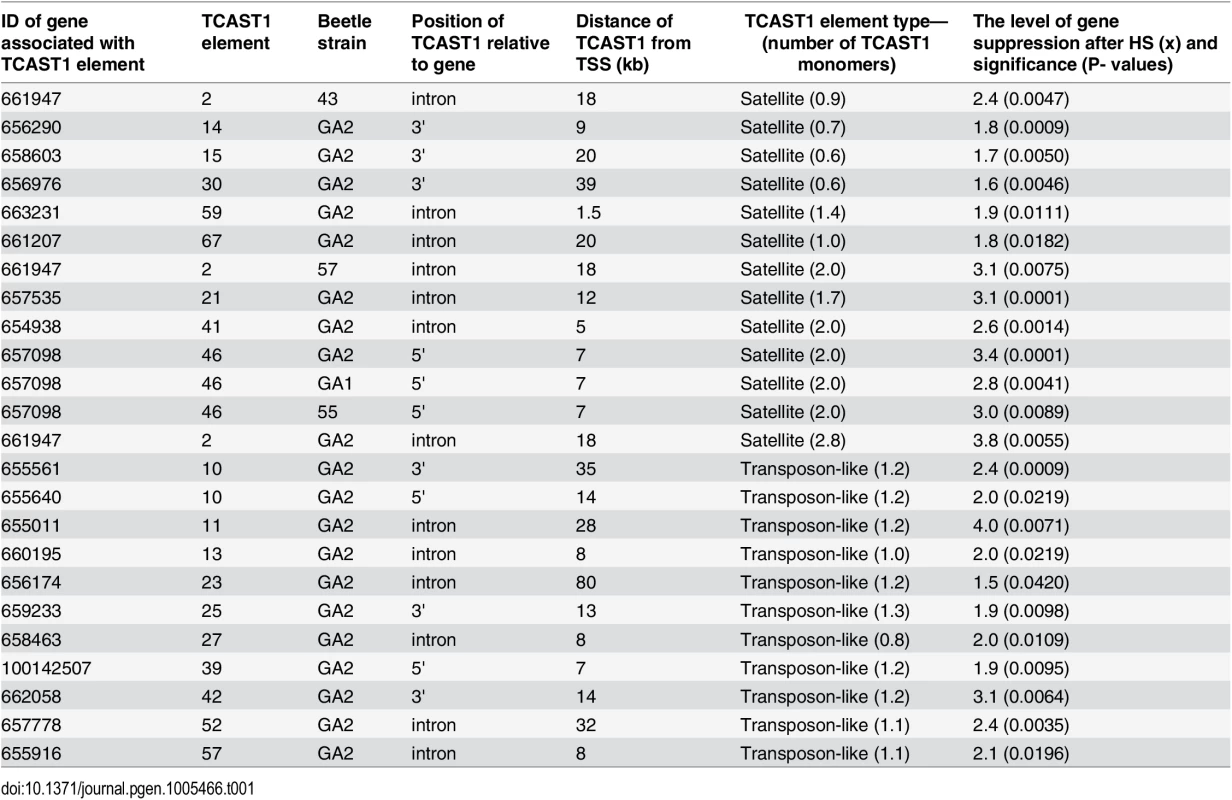 List of genes (NCBI-GeneIDs) associated with TCAST1 elements and their level of suppression after long-term heat stress in different strains of <i>T</i>. <i>castaneum</i>.