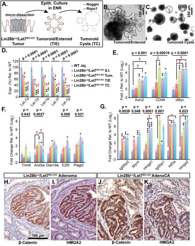 Identification of Let-7 targets up-regulated specifically in transformed cells from intestinal adenocarcinomas.