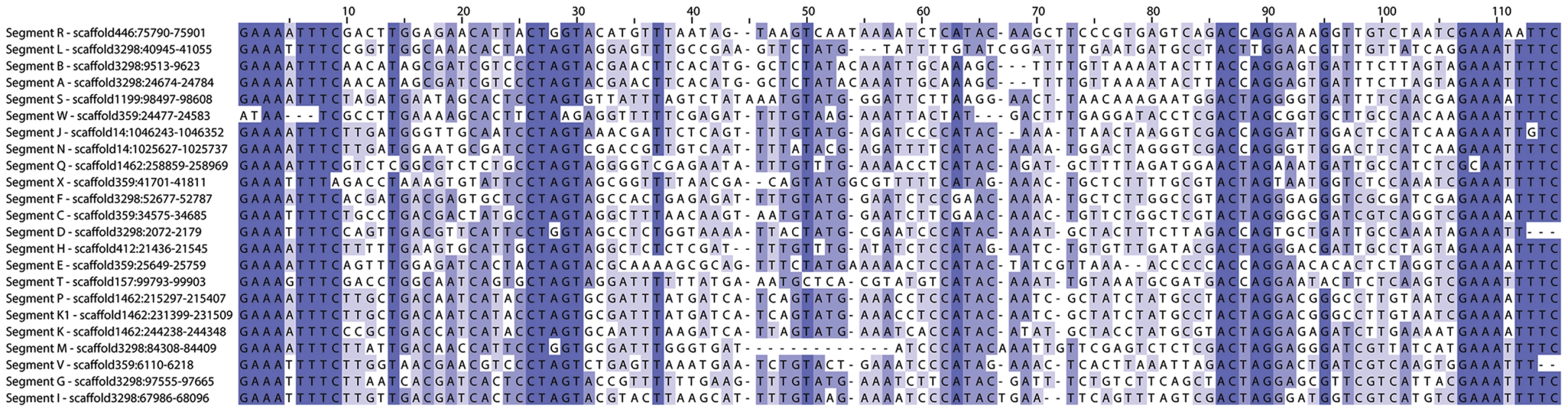 Relatedness of Host Integration Motif (HIM) sequences for all MdBV proviral segments.