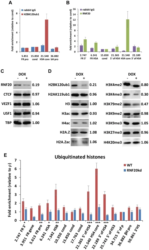 The ubiquitin ligase RNF20 mediates H2B ubiquitination at the HS4 insulator.