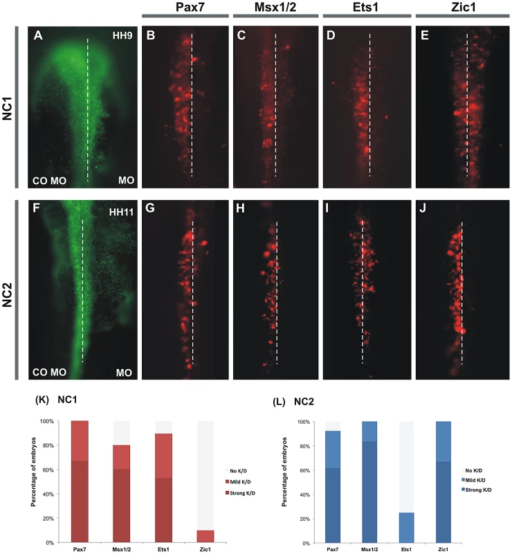 Knockdown of several putative inputs affects activity of NC1 and NC2 enhancers.