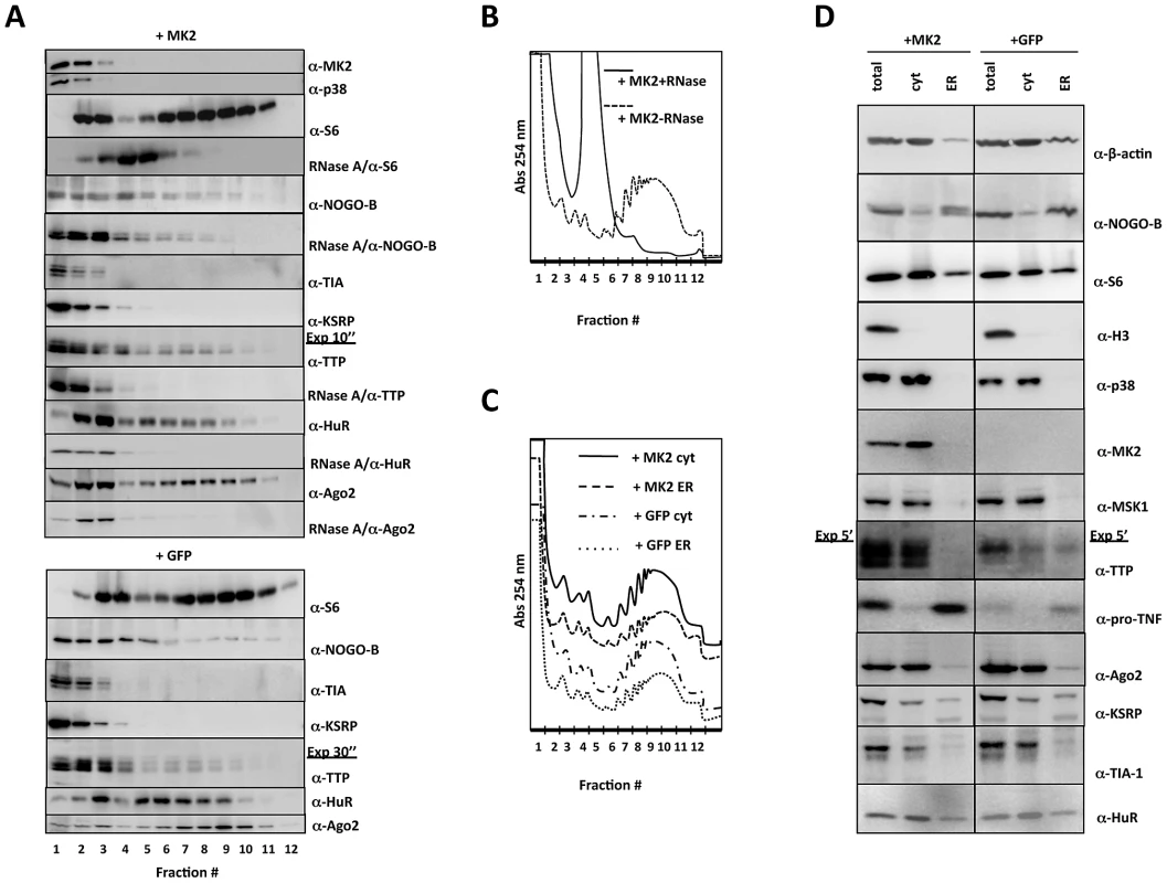 Western blot analysis of protein distribution in polysome profiling and ER/cytosolic sub-fractionation.