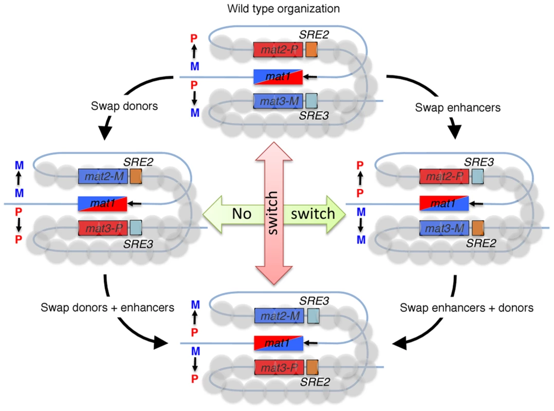 Fission yeast cells switch mating-type in a directional manner, by gene conversions of the <i>mat1</i> locus.