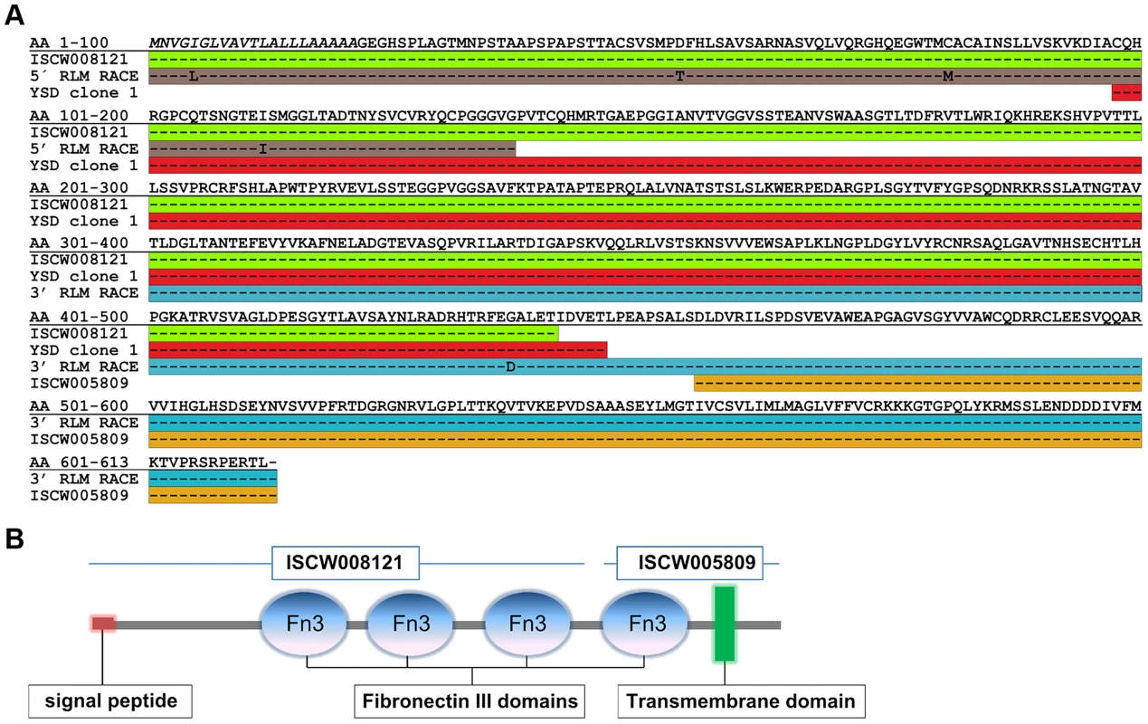 Full-length sequence of Ixofin3D (Genbank accession number KF709698).