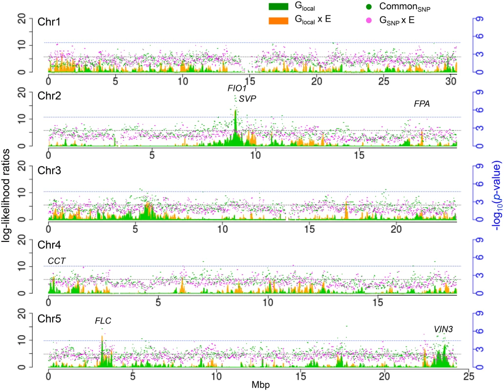 Genome-wide G and G x E effects for SNPs and well as local variance components.