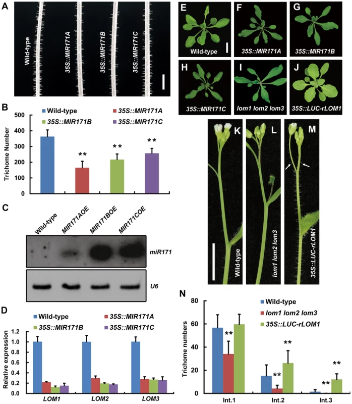 MiR171-LOMs regulate trichome initiation.