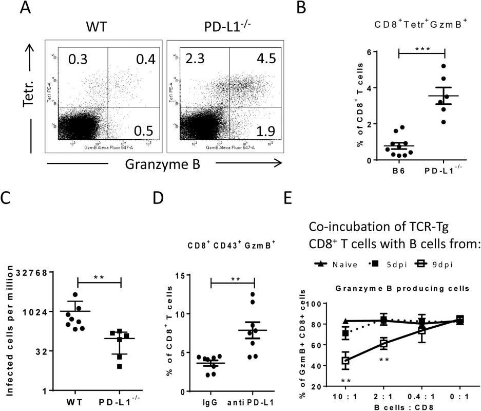 Suppression of CD8<sup>+</sup> T cell function by PD-L1 expressing target cells.