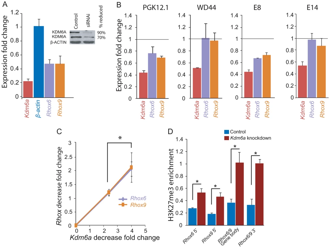 <i>Kdm6a</i> knockdown causes a female-specific decrease in <i>Rhox6</i> and <i>9</i> expression in ES cells.