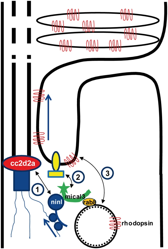 Proposed model for CC2D2A and NINL function in trafficking, docking and fusion of rhodopsin-carrier vesicles.