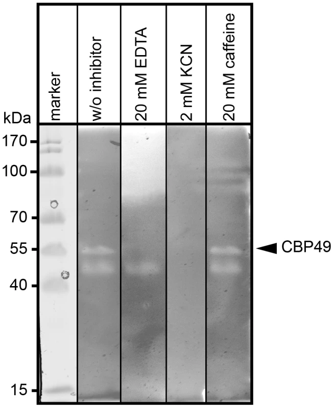 Inhibition of <i>Pl</i>CBP49 chitin degradation through KCN and EDTA but not through caffeine.
