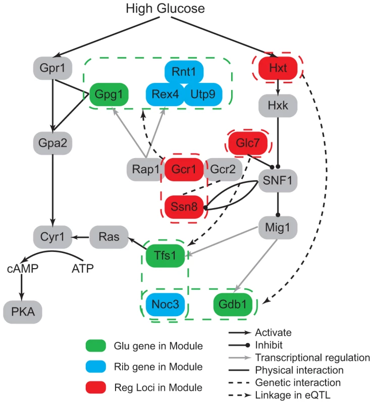 Glucose modulates ribosome-related modules through glucose response pathway.