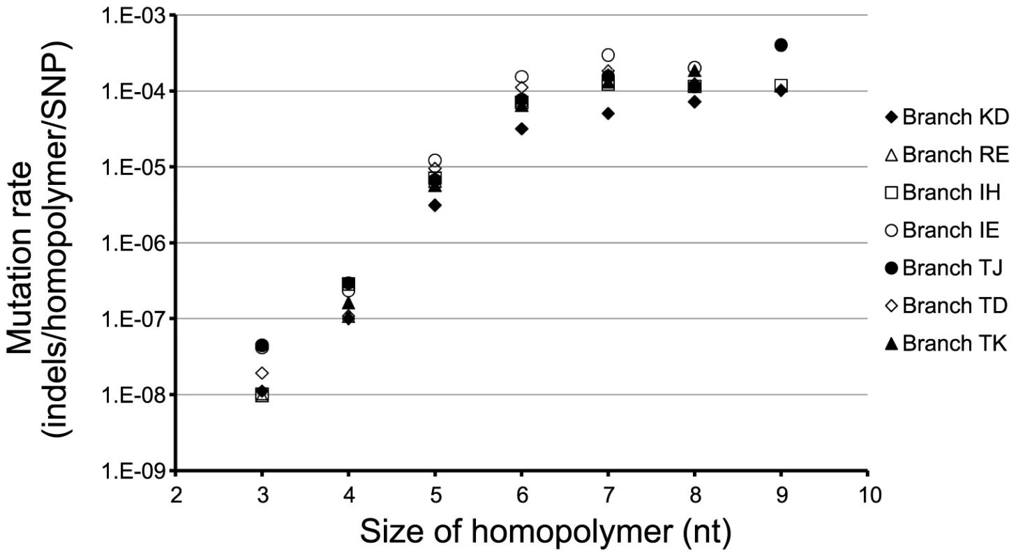 Mutation rates of homopolymers.