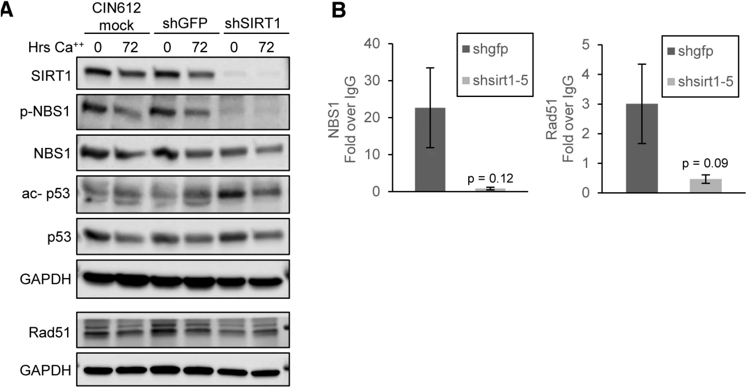 SIRT1 knockdown diminishes binding of DNA damage factors to the HPV URR.